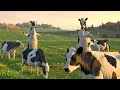 FUNNY COW DANCE 1 │ Cow Song & Cow Videos 2024
