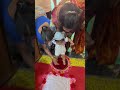 Ye Dil Laya Hai Bahar Shorts Cute