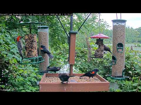 Red-bellied Woodpecker Takes Control Of Hanging Seed Block – June 30 ,2020