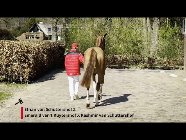 Extra long jumping movie of Ethan van Schuttershof Z with all his jumps on the photo / videoday!