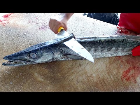 The Afghan refugee is now an expert in cleaning barracuda fish | life expectancy 😍