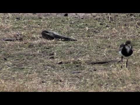 Djuma: Blacksmith Lapwing chick looking for food(41 days old) - 06:09 - 10/09/18