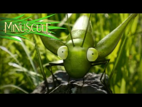Minuscule - Hop/Petit Repas entre Mouches (Season 1)