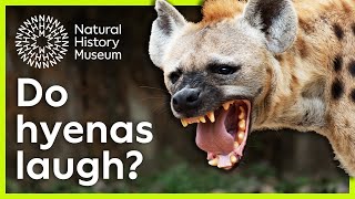 Do hyenas laugh? | Surprising Science