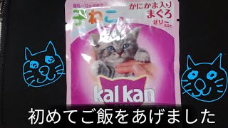 猫動画 猫ちゃんが泣いていたので 初めてご飯をあげました。 なかなか気づいてあげられなくてごめんね。 よっぴぃ動画