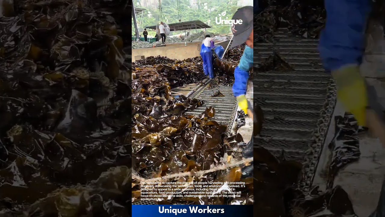 Seaweed farming for beginners: a simple guide to seaweed harvesting