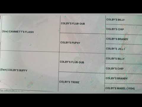 The APBT Show" Colby's Dime" Great gamedog #APBT4LIFE#