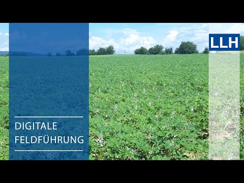 Digitale Feldführung: Lupine - Neuer Fokus auf eine alte Kultur