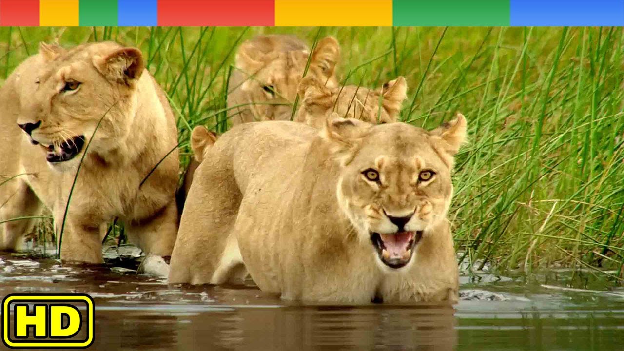 Relentless Enemies of King Lion in Okavango Delta - National Geographic Documentary 2023
