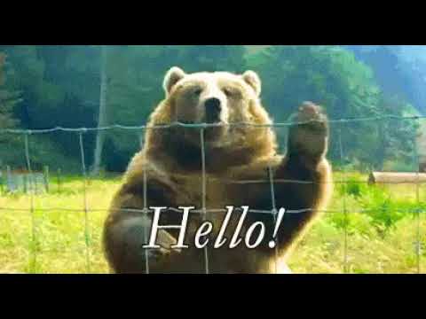 Funny Hello Gif