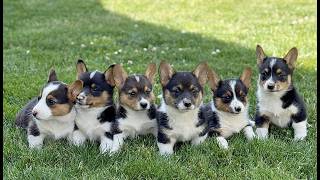 Video preview image #1 Pembroke Welsh Corgi Puppy For Sale in PARADISE, PA, USA