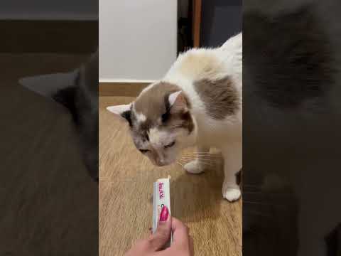 Petiscos Truly para Gatos | Sabor e Nutrição