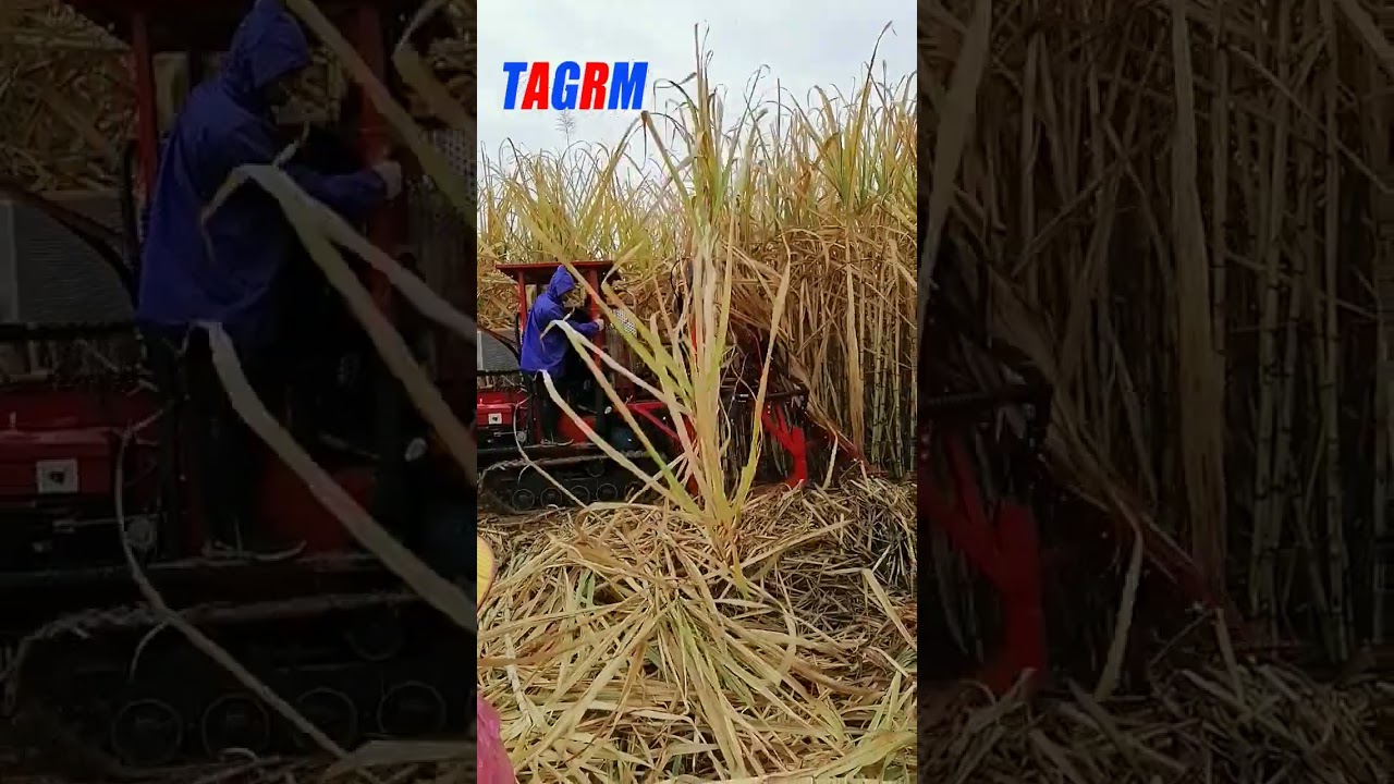 4GP-1 small self-propelled sugarcane-cutting machine