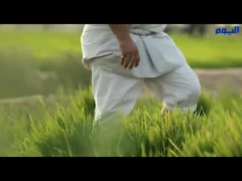 مزارع الأحساء تبدأ نقل شتلات الأرز الأغلى في العالم