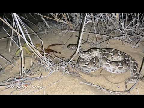 Sawscaled viper attacks Camel spider in Dubai desert