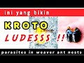AWASS ️ ️ Ini Sebab Koloni Semut Rangrang Habis Parasites In Weaver Ant Nests