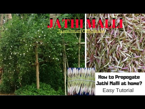 How to Propagate Jathi Malli || Jasminum Officinale || From plant cutting