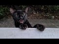 Black Cat Meows Loudly All The Time Because It S So Hungry