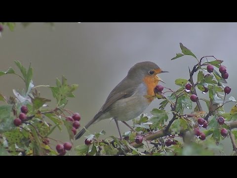 BuitenGewoon 1-12-2015 Nederrijn