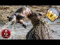 TOP 7 ABNORMALLY LARGE ANIMALS