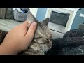 This Cat Attacks The Grey And White One