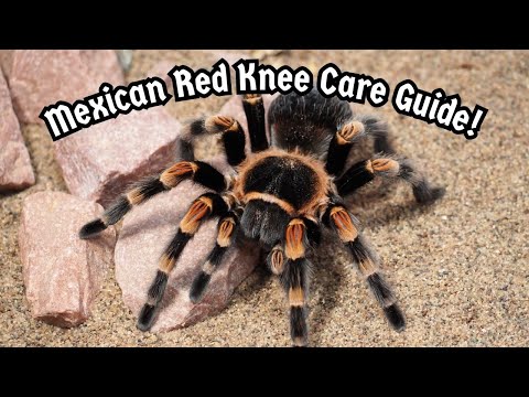 Brachypelma hamorii — kompletný sprievodca chovom a starostlivosťou o sklípkavca červenokolenného