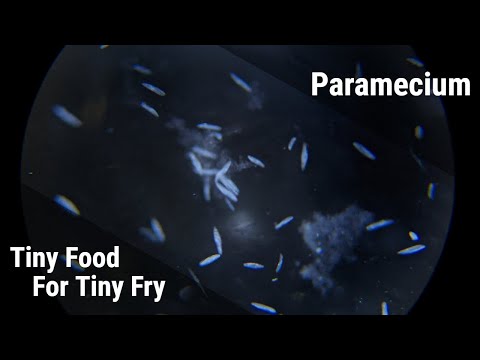 How To Culture Paramecium For Fish Fry (Reliable Infusoria)