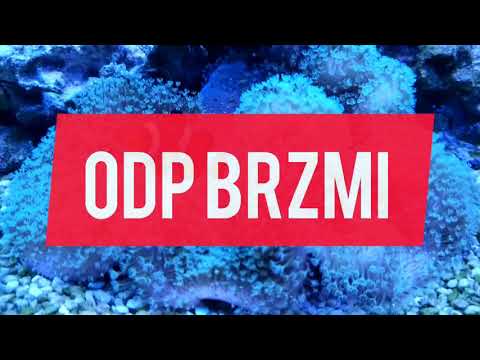 Akwarium morskie Odc.3 "Nemo" dla początkujących?