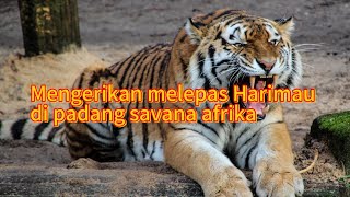 Download lagu how terrible it is to release tigers in the African savannah #tiger #savanna #africa mp3 Download lagu how terrible it is to release tigers in the African savannah #tiger #savanna #africa mp3