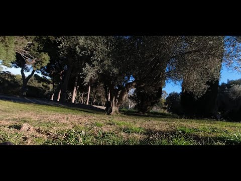 SONIDO DEL AMANECER EN LA NATURALEZA- CANTO DE LOS PÁJAROS - SONIDOS DE LA NATURALEZA - RELAX