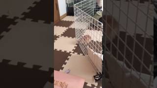 animales  el conejito escapa de la jaula