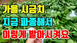 가을 시금치 발아 잘되게 파종하기 이렇게 해보세요 아직 늦지 않았어요