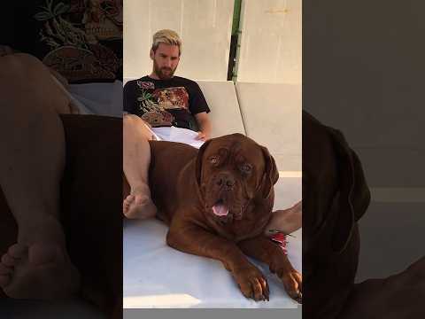 o CACHORRO do MESSI