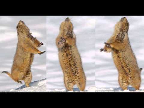 Moldavskaja zavodnaja :DDDD