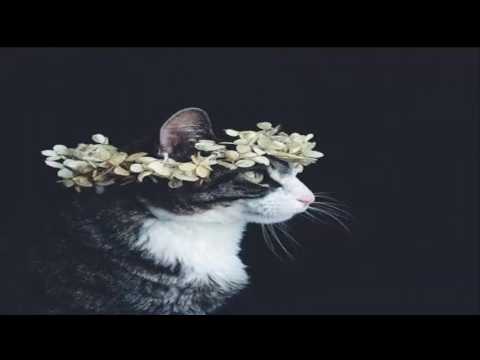 Mike Posner   Cooler Than Me (remixforjess)