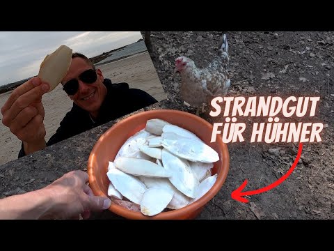 Hühner Tipp 25 -  Strandgut für Hühner -  Sepiaschalen für die Calciumversorgung