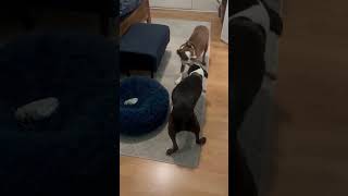 Video preview image #1 Boston Terrier Puppy For Sale in Huntington Beach, CA, USA