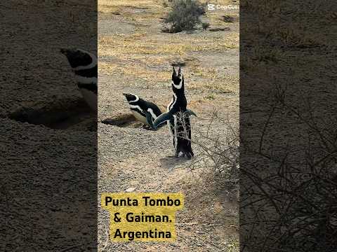 Punta Tombo y Gaiman. Chubut. Patagonia, Argentina. Oct. 2025.