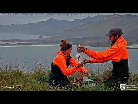 Rainy Morning Weigh In For #RoyalCam Chick At Taiaroa Head | NZ DOC | Cornell Lab – Mar. 3, 2020