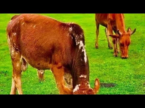 Urgeessaa Gabbisaa_LOON FILATAMAA_DHEEDAN_Old Oromo Music