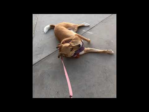 Tracy, The Dog That Won’t Walk