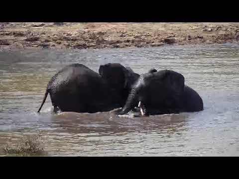 Djuma: Elephants playing in the water - 13:05 - 09/19/20
