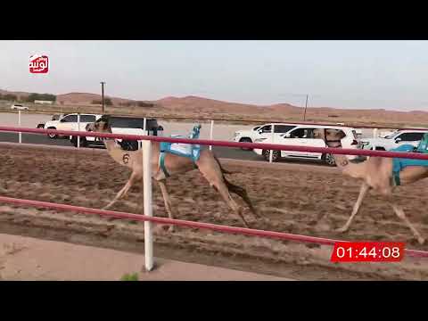  ش 3 (الشاهينيه) لـ حمد سعيد بن سالم الدرعي 2:58:45 ، شارة الصندوق 2026/08/14 فطامين الرقيعات