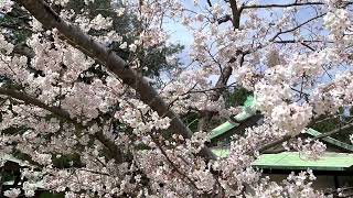 【下関市】中山神社の桜