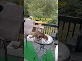 Cat Eating Sour Cream
