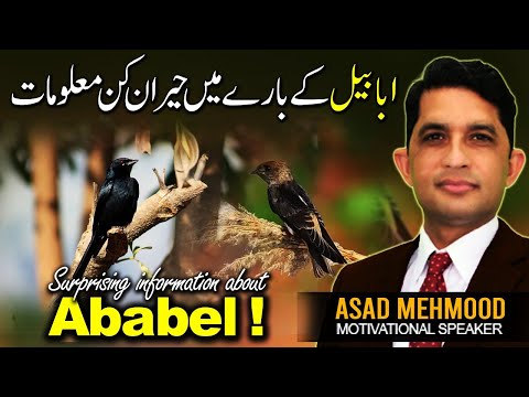 Interesting Facts About Ababil Bird  (Common Swift) | Ababeel Ka Waqiya in Urdu by Dr Asad Mehmood