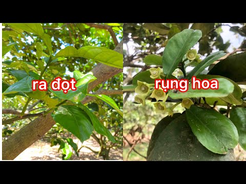 Có nên làm bông lại sau khi xử lý ra hoa bưởi thất bại