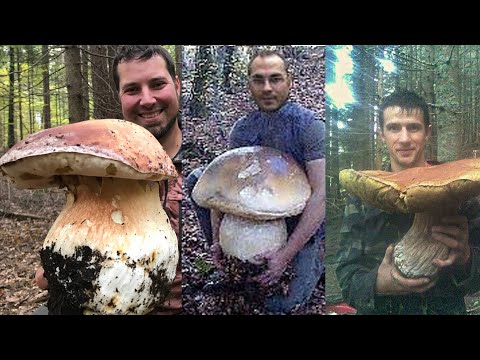 I 15 funghi porcini più grandi mai trovati