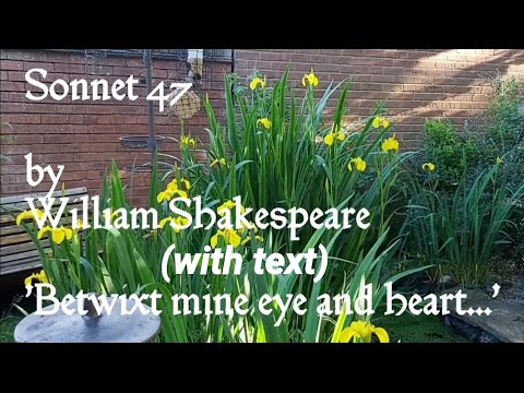 Sonnet 47 with text Sonnets Shakespeare
