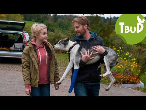 Hundstage (Folge 67) | Tiere bis unters Dach